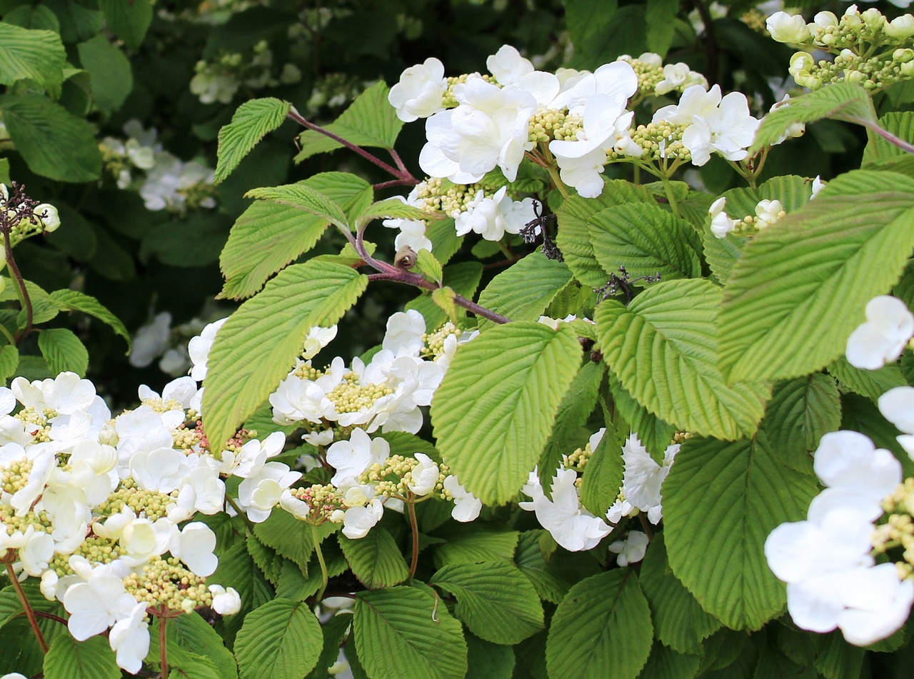 bush hydrangea climbing free photo