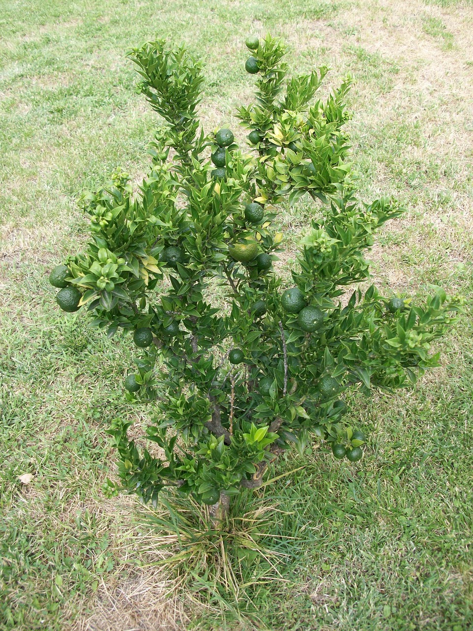 bush lime citrus free photo