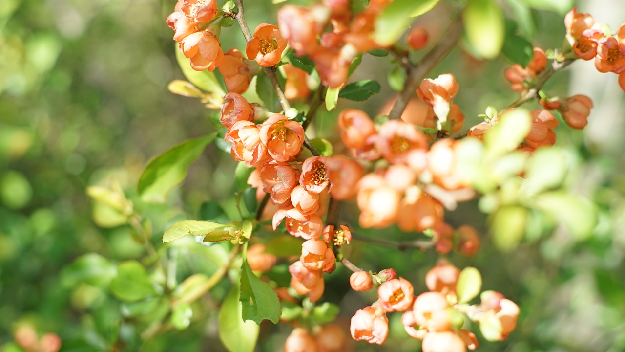 bush  flowers  nature free photo