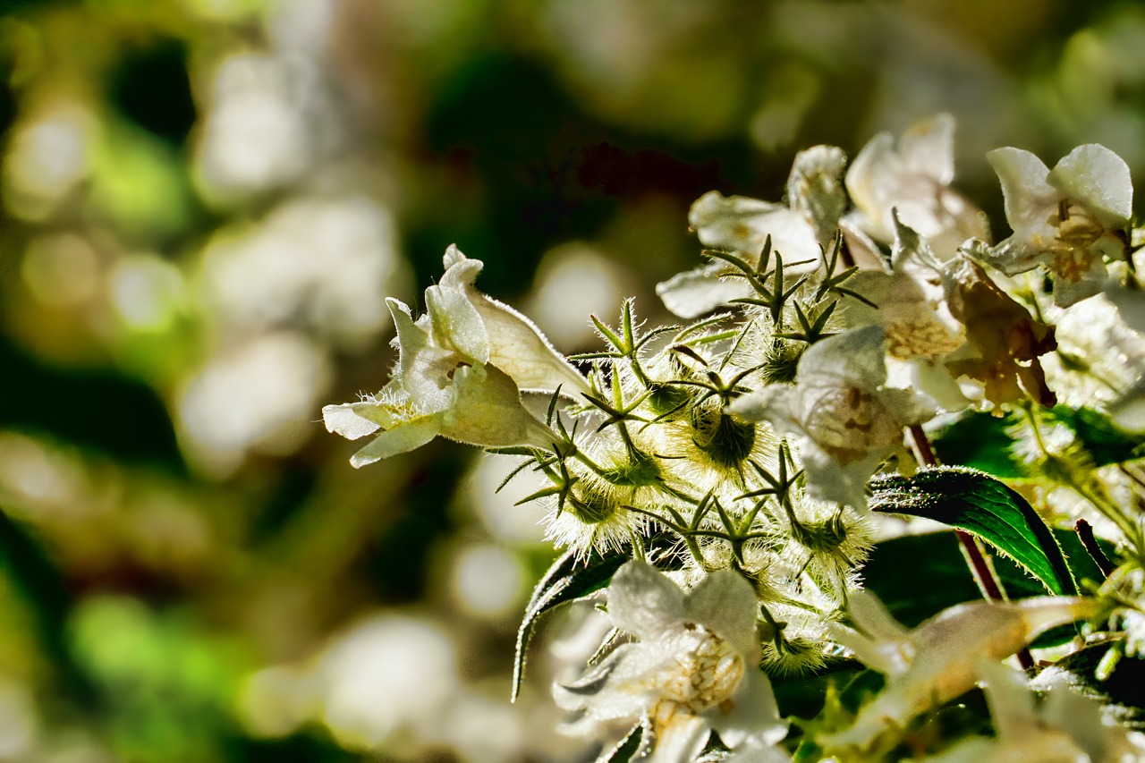 bush  flowers  backlighting free photo