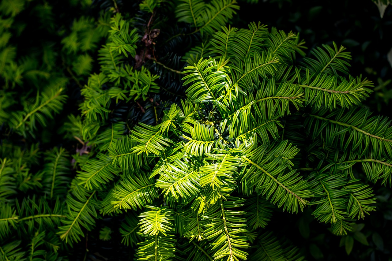 bush  green  nature free photo