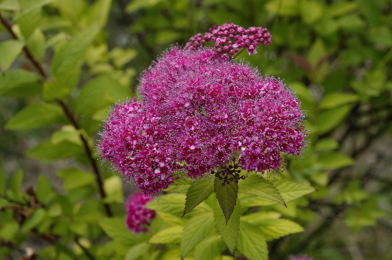 bush  flower  flowering free photo