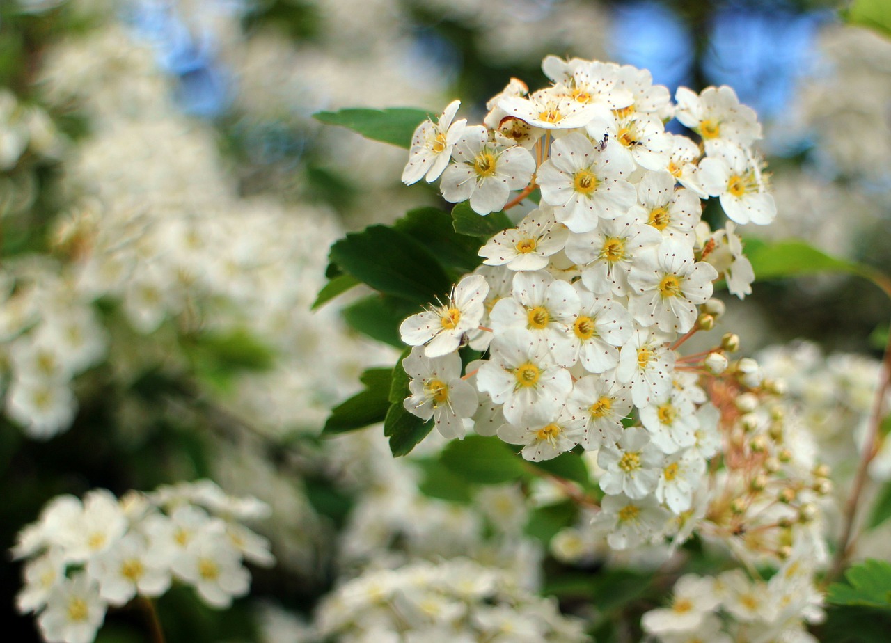 bush spiere blossom free photo