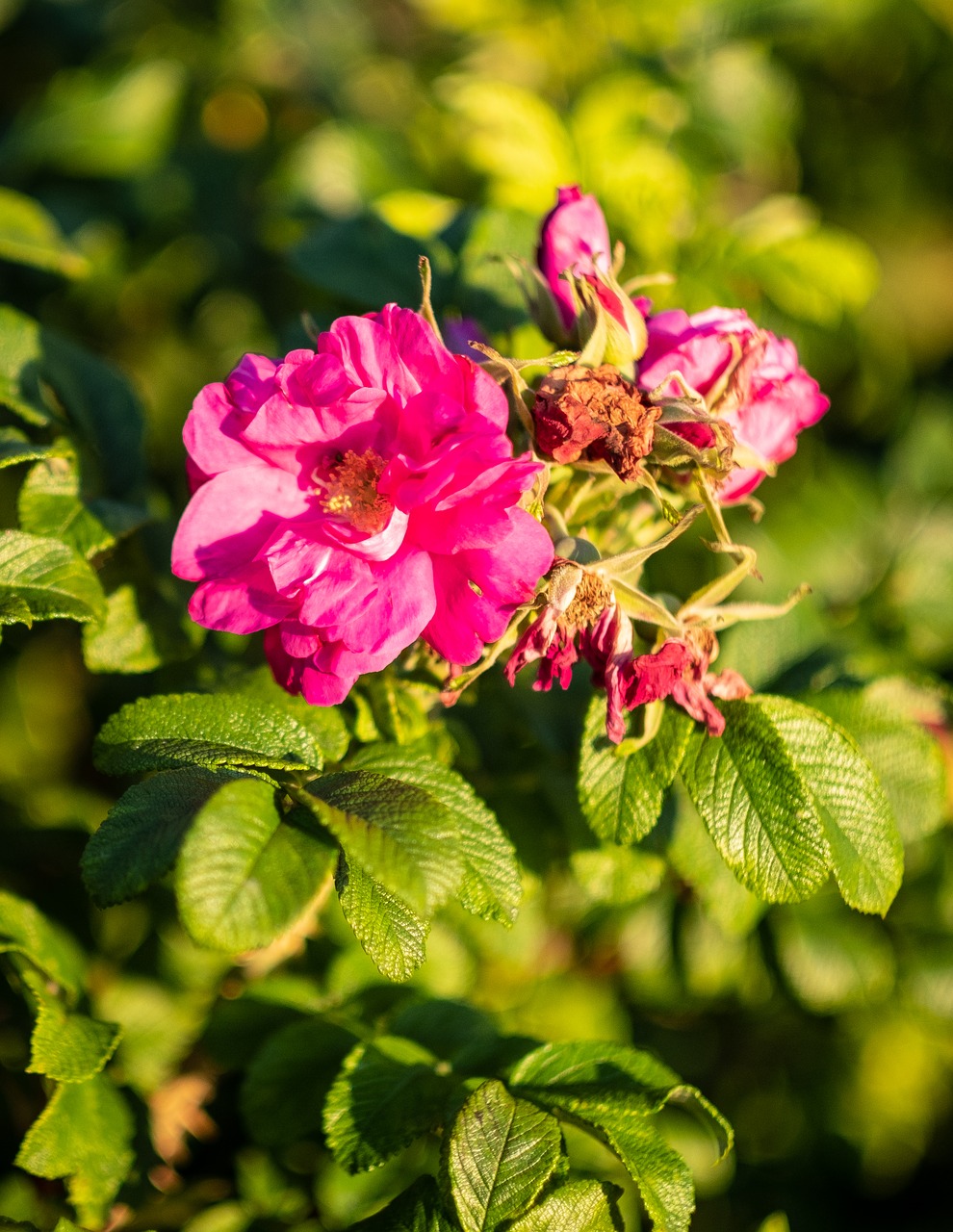 bush  blossom  bloom free photo