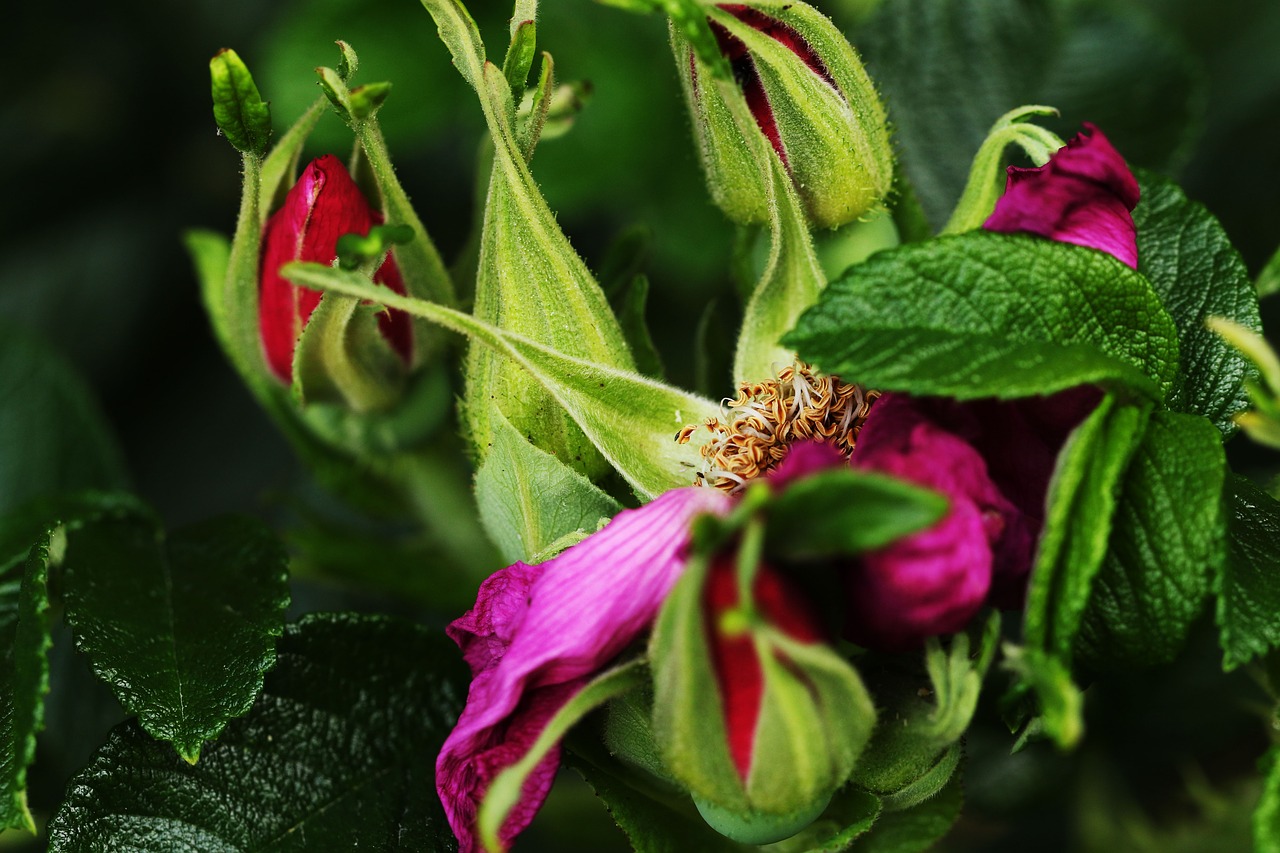 bush  rose hip  nature free photo