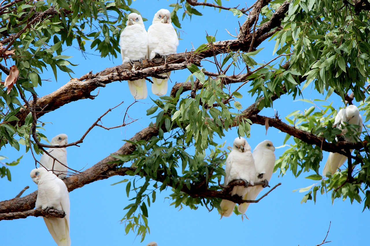 bush  outback  colorful free photo