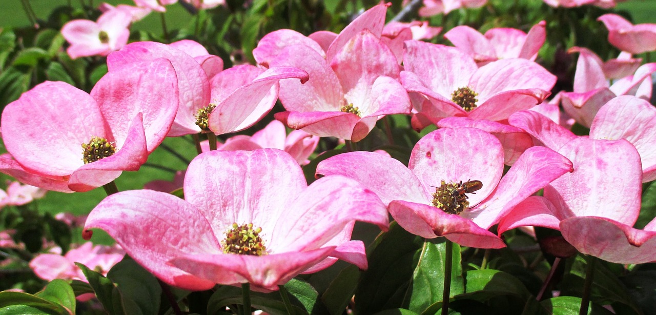 bush flowers pink free photo