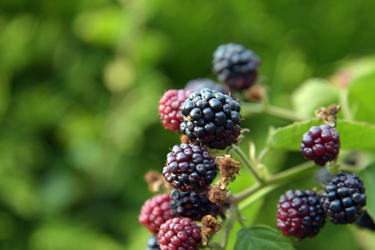 bush  fruit  blackberries free photo