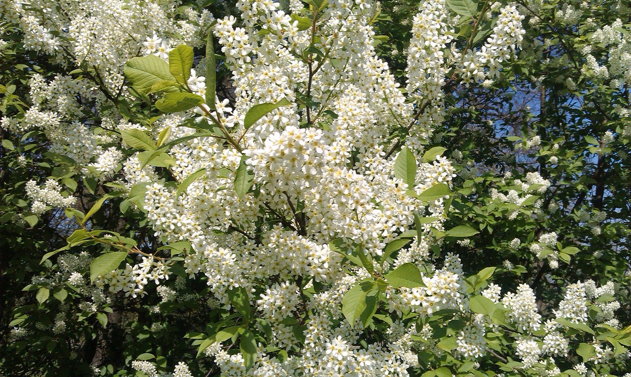 bush blooming white free photo