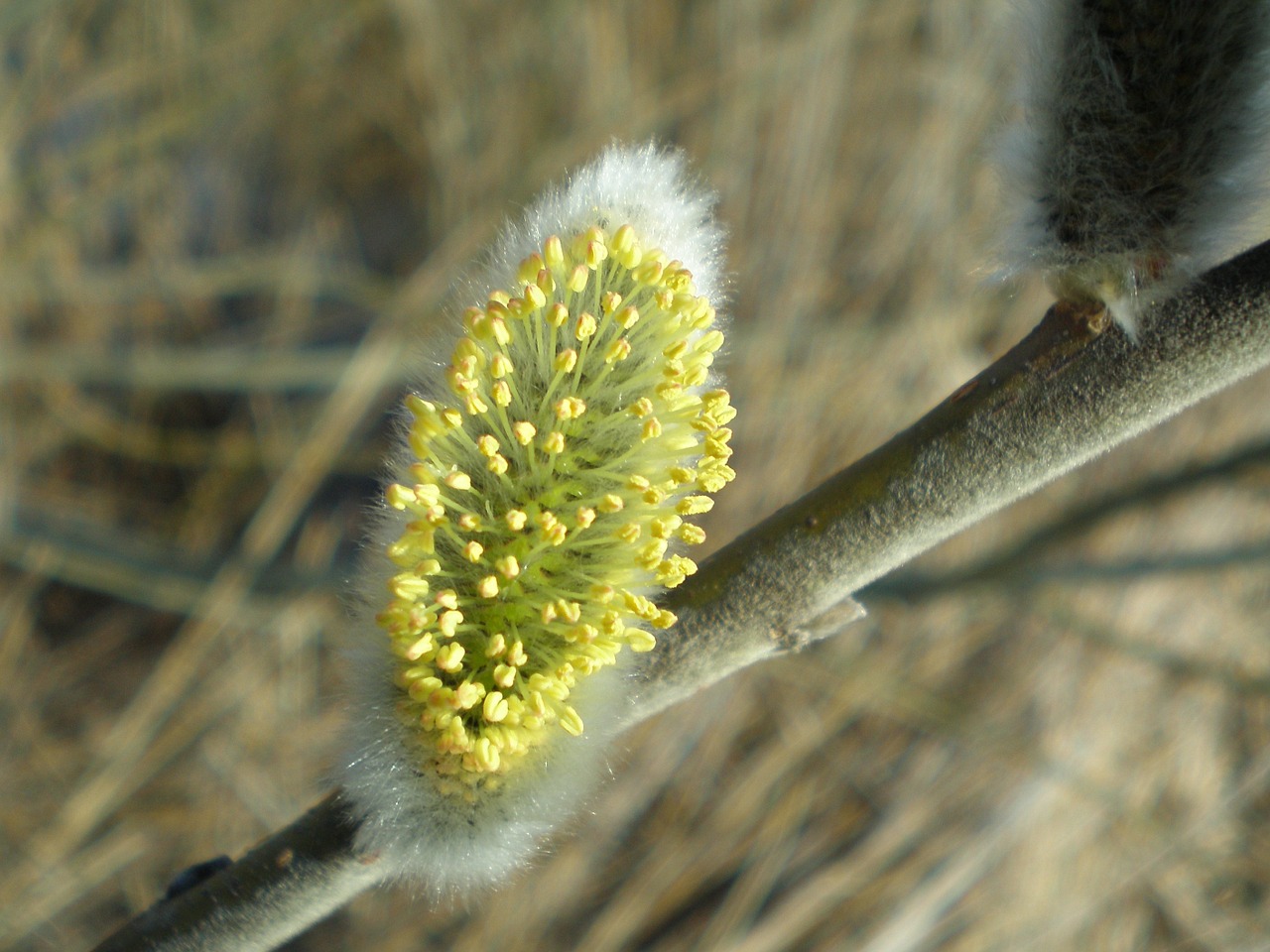 bush pasture blossom free photo