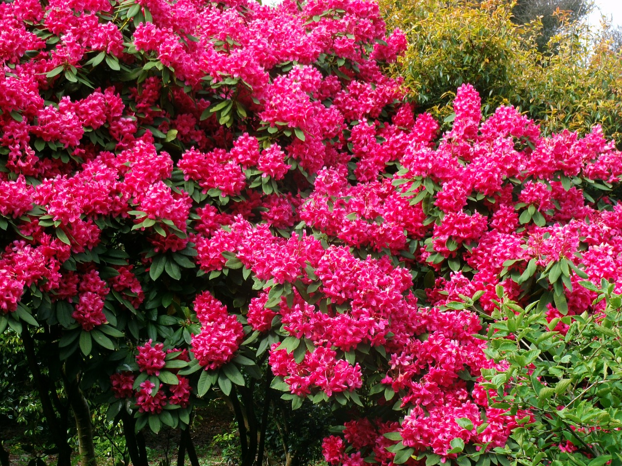 bush flowers garden free photo