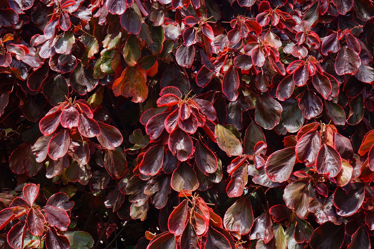 bush leaves red free photo