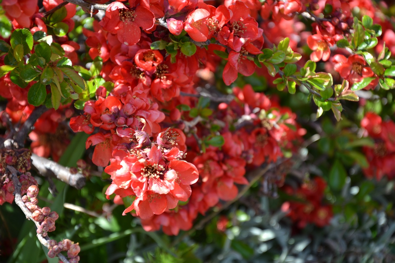 bush  red  flowers free photo