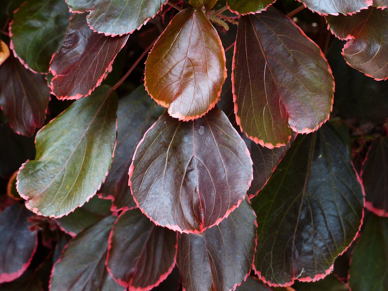 bush leaves red free photo