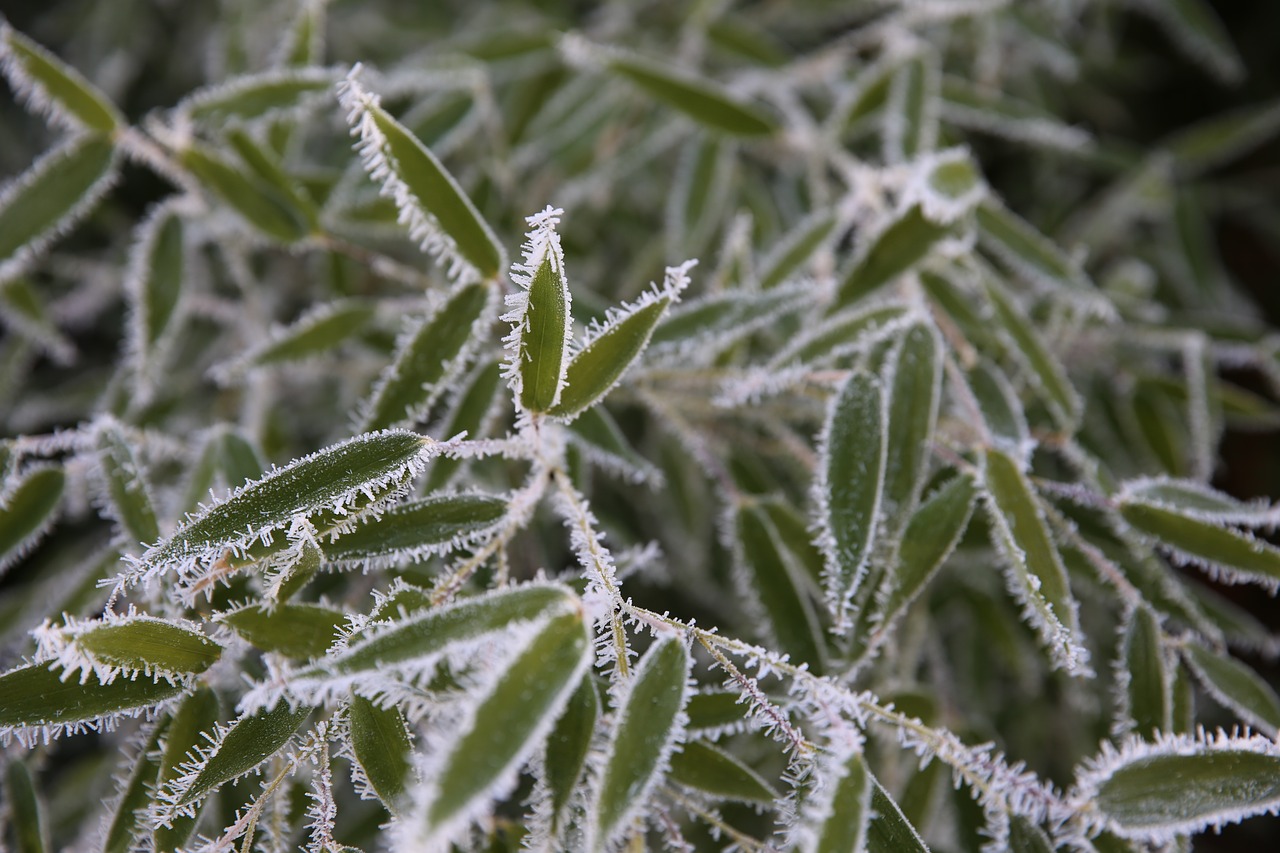 bush  iced  cold free photo