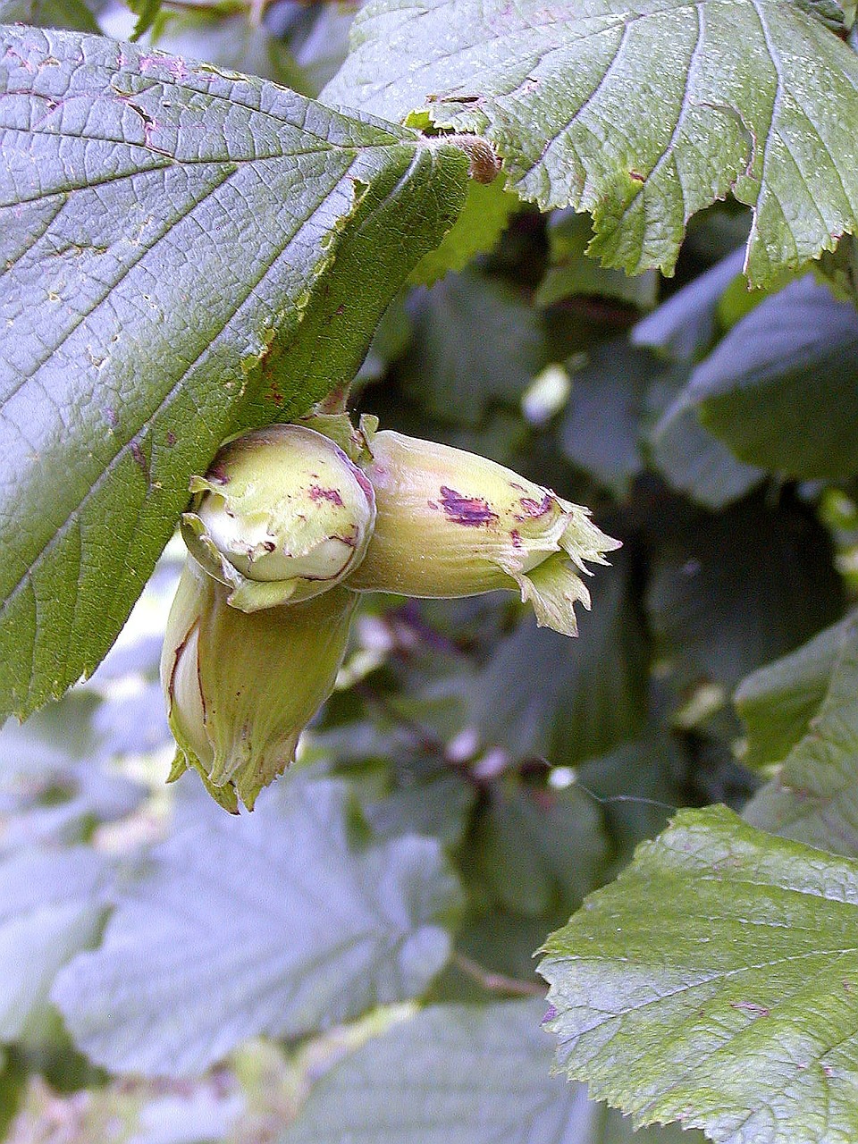 bush hazel nuts free photo