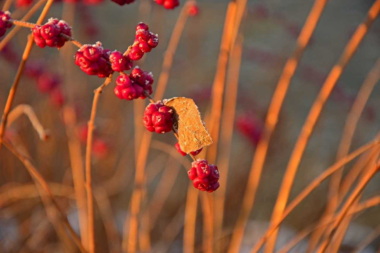 bush  grasses  berries free photo