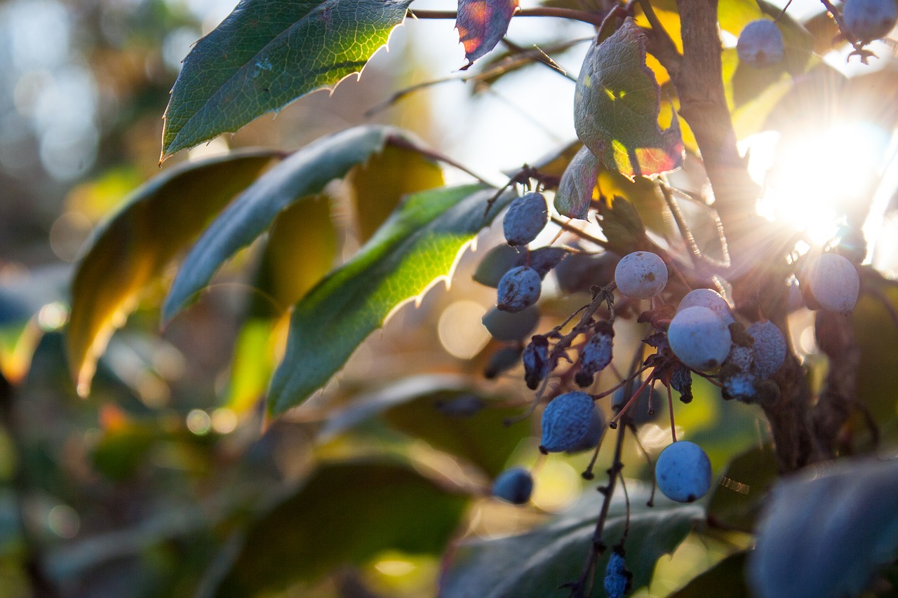 bush  decorative  plant free photo