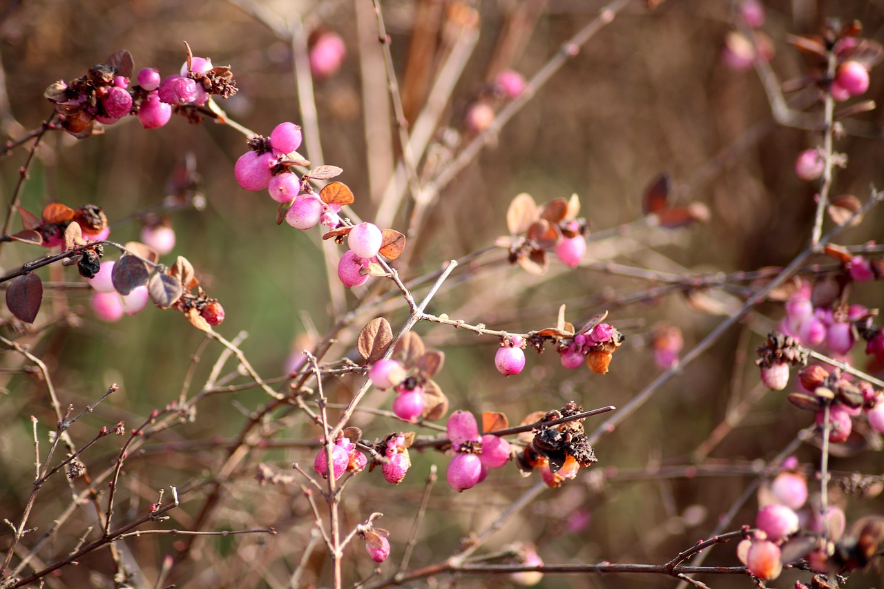 bush  hedge  pink beads free photo
