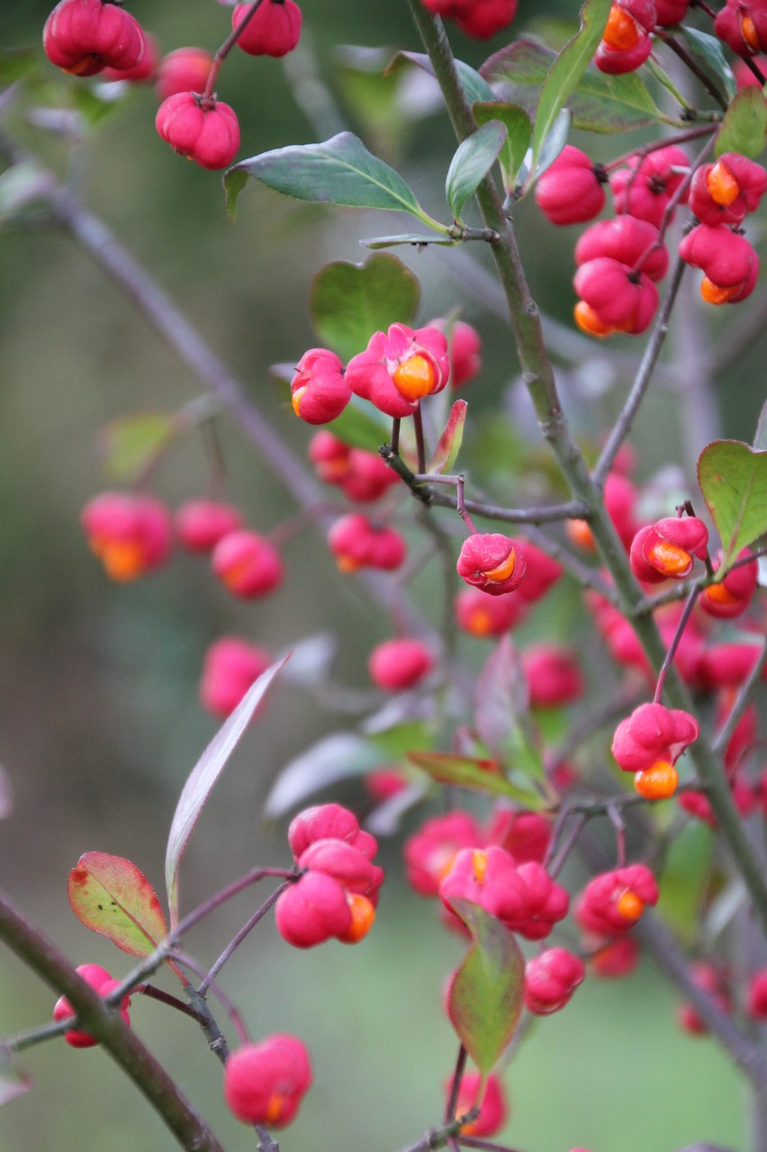 bush  flowers  autumn free photo