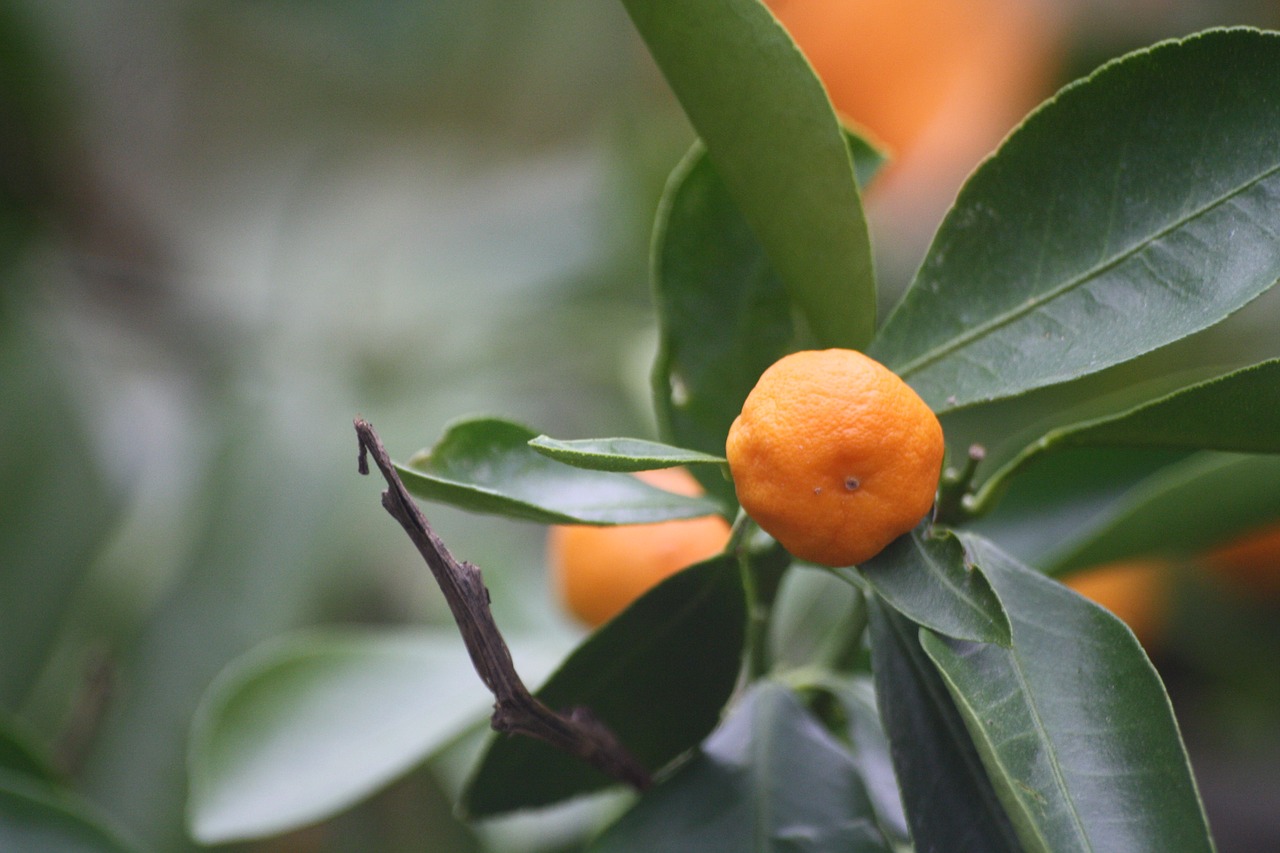 bush  tangerines  botanical garden free photo