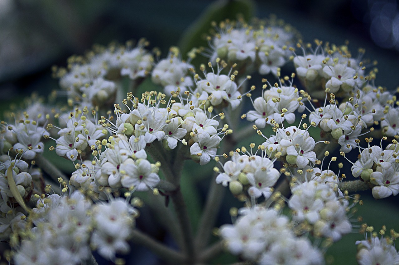 bush  blossom  bloom free photo