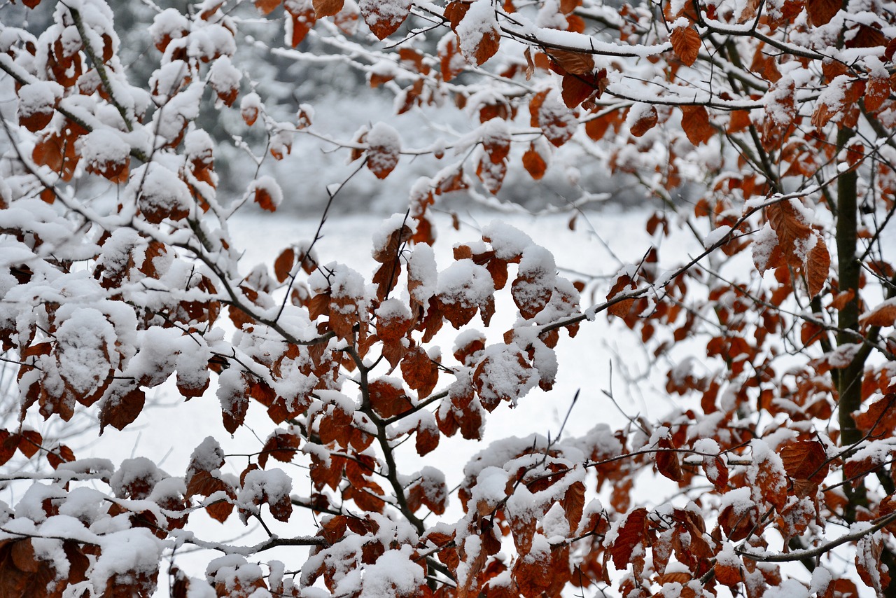 bush  snow  winter free photo