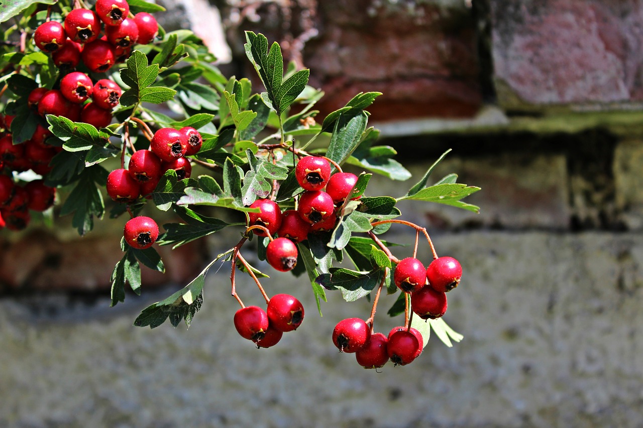 bush berries red free photo