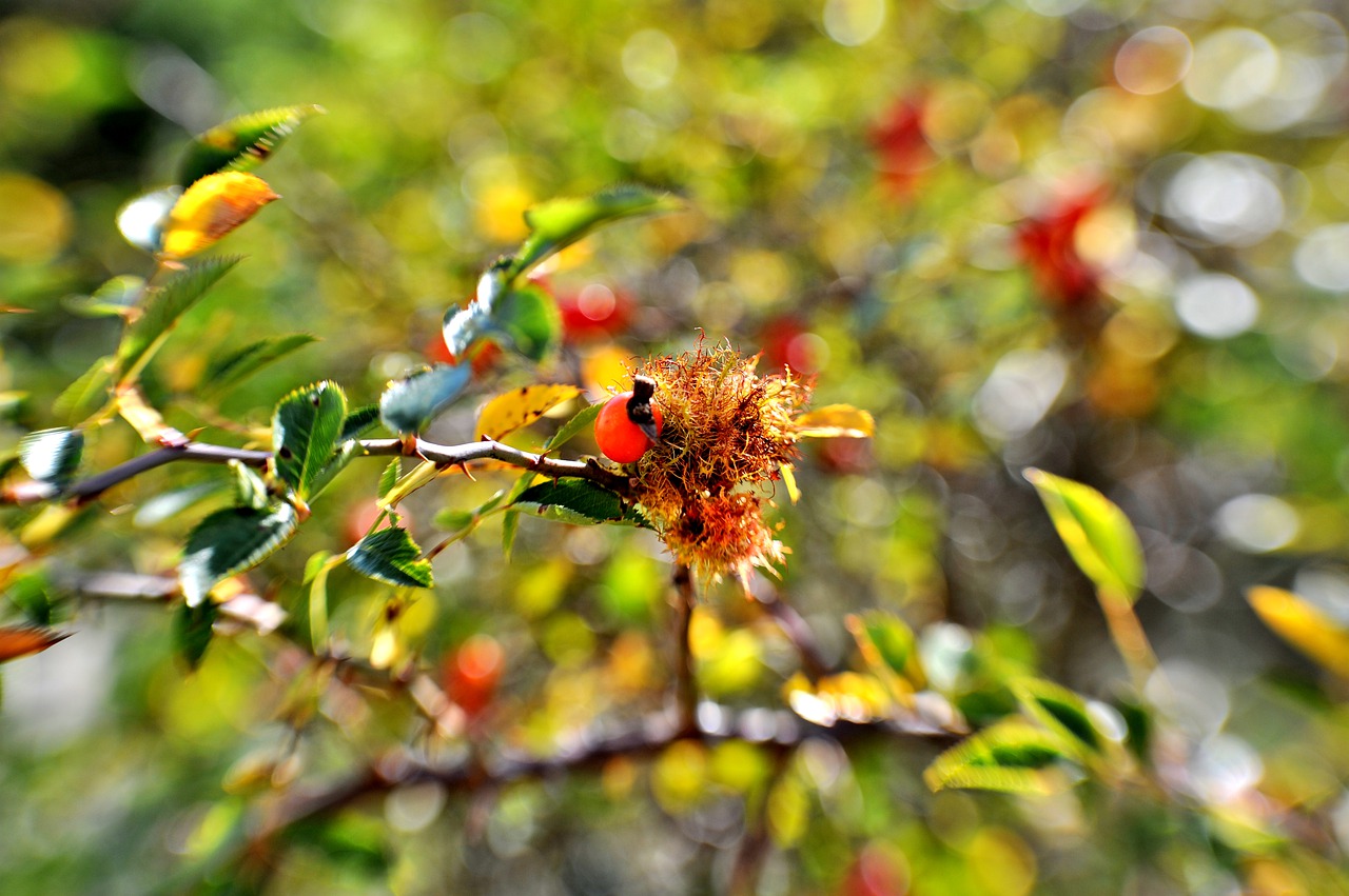 bush  brier  flora free photo