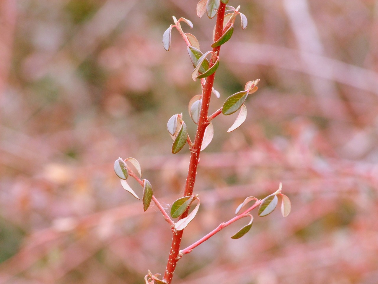 bush nature macro free photo