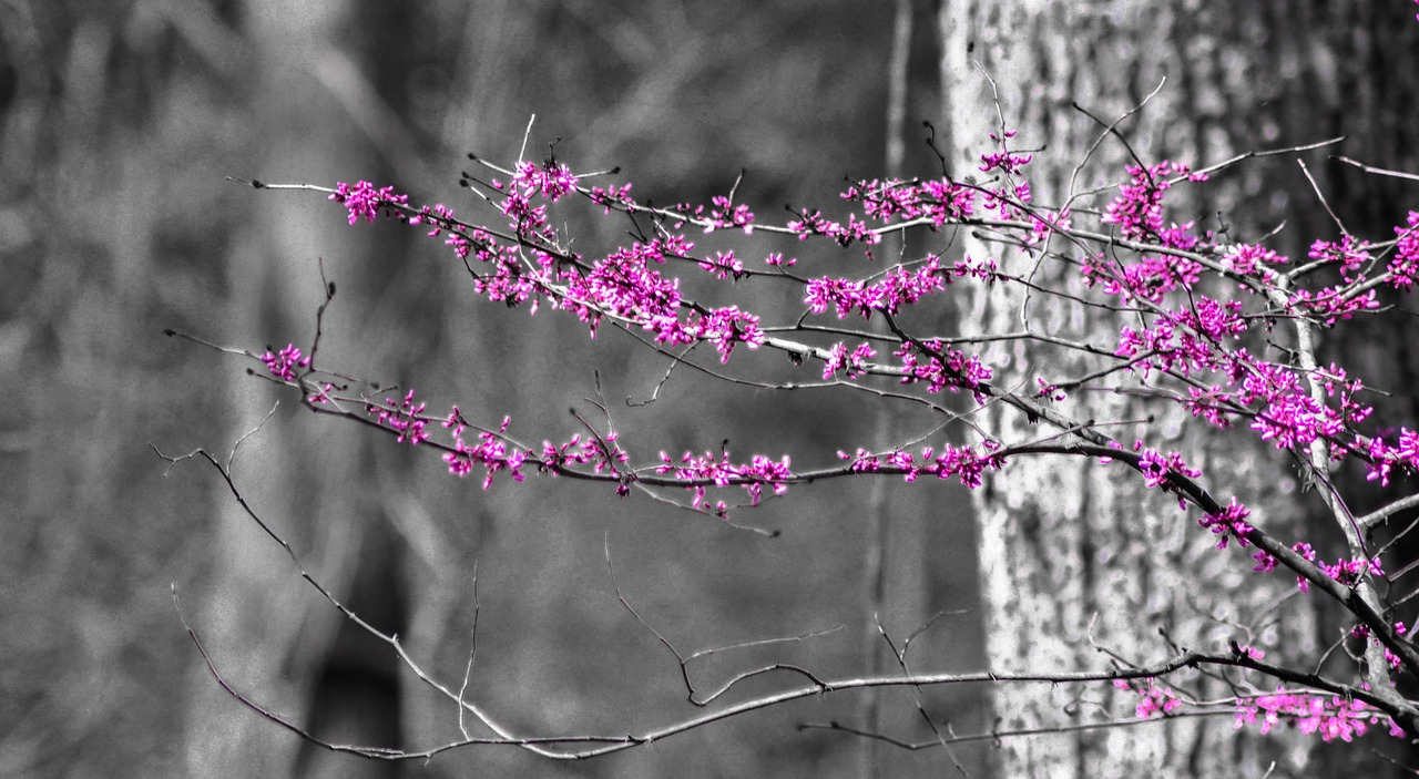 bush scrub pink free photo