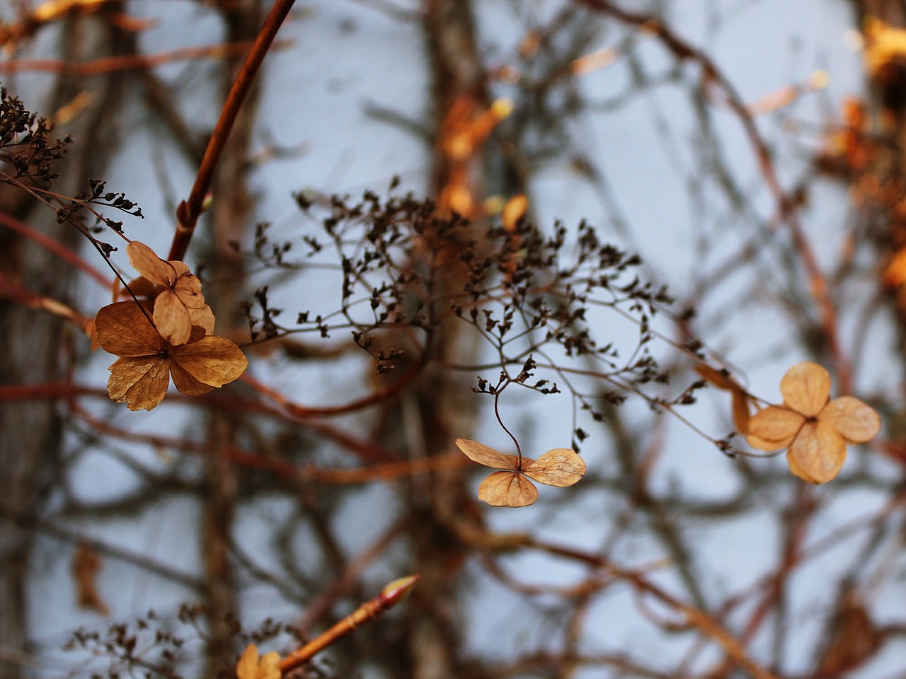 bush plant branch free photo