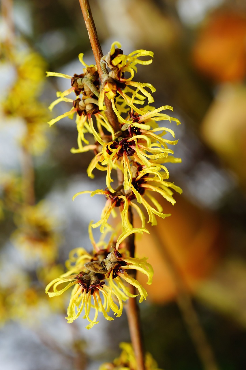 bush blossom bloom free photo