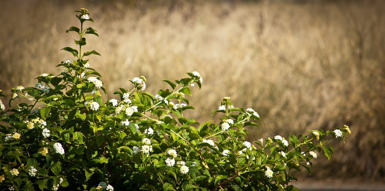 bush flower plant free photo