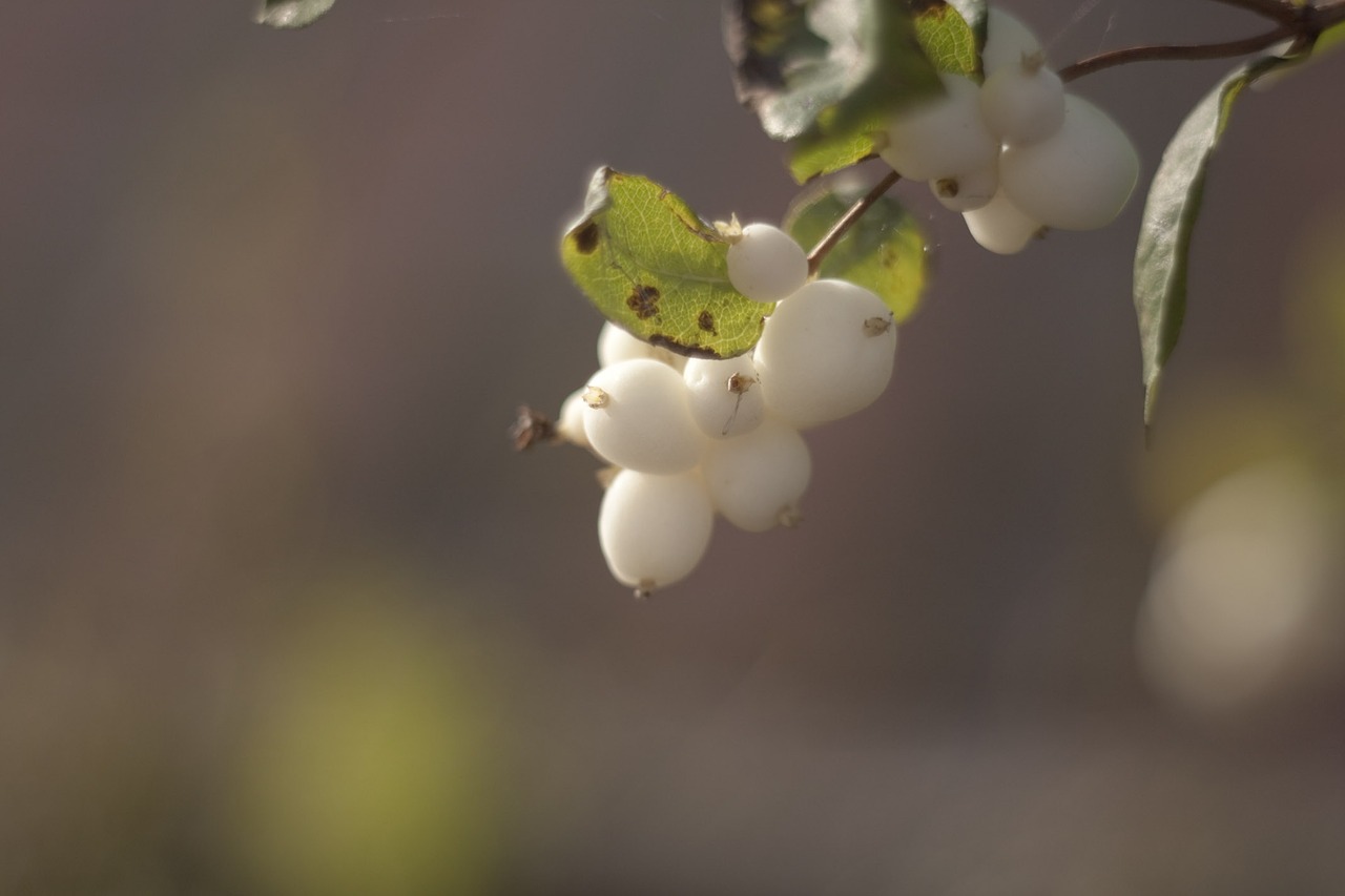 bush macro closeup free photo