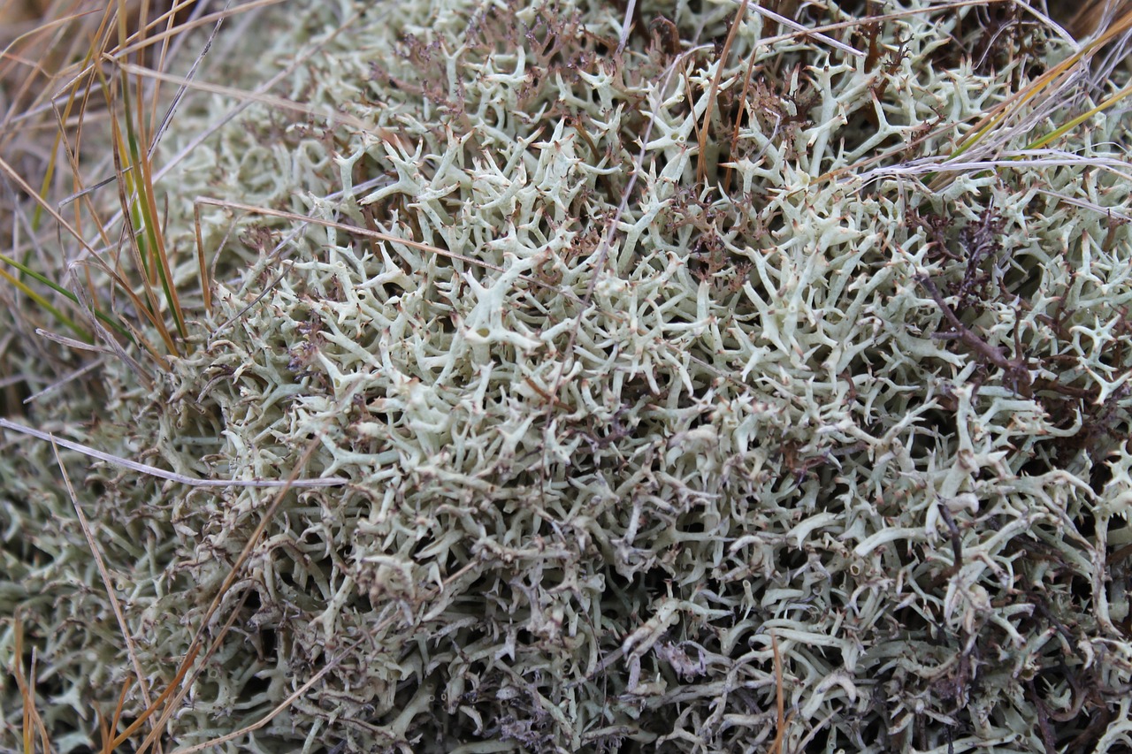 bush weave seaweed free photo
