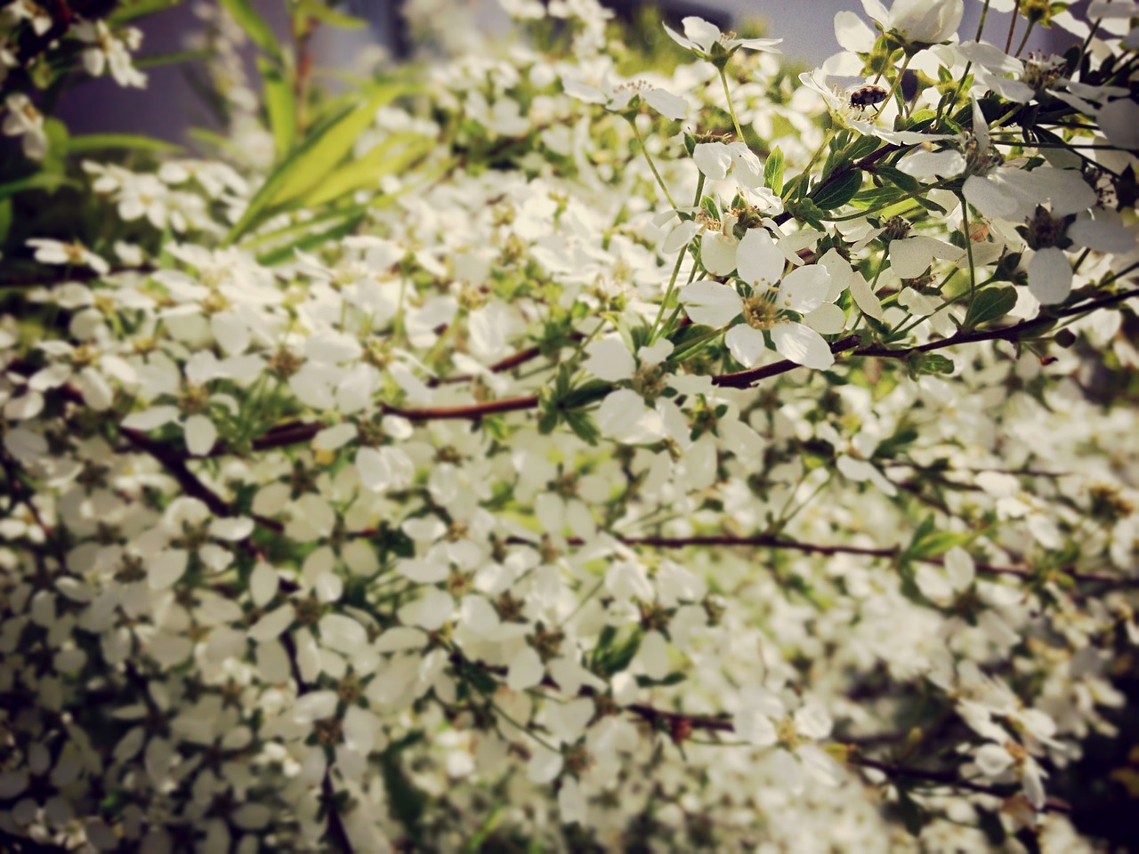 bush flowers white free photo