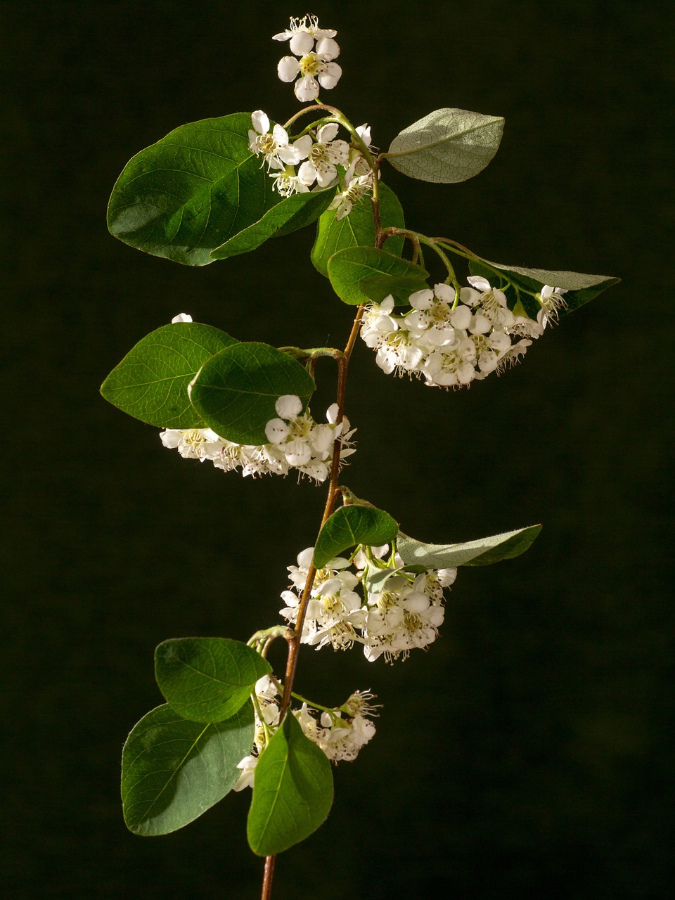 bush blossom bloom free photo