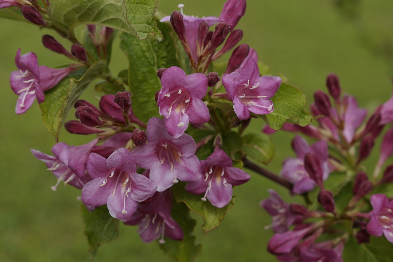 bush blossom bloom free photo