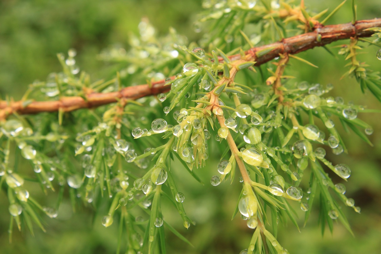 bush coniferous drops free photo