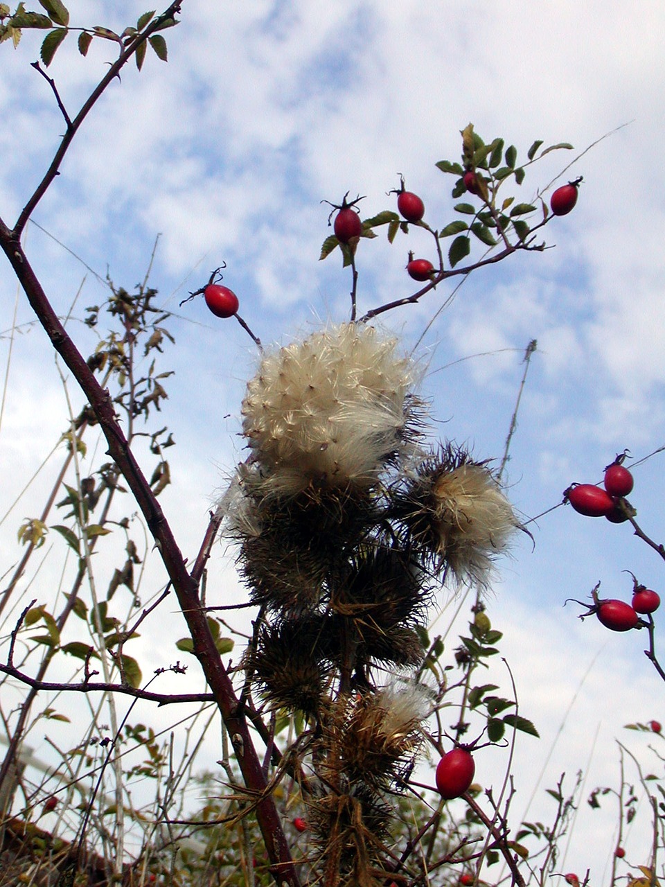 bush autumn hip free photo