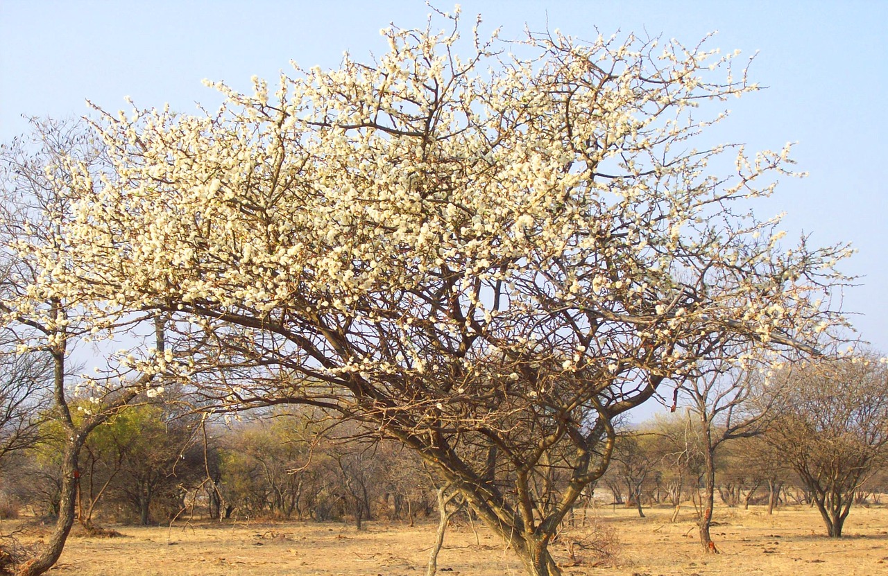 bush tree south africa free photo