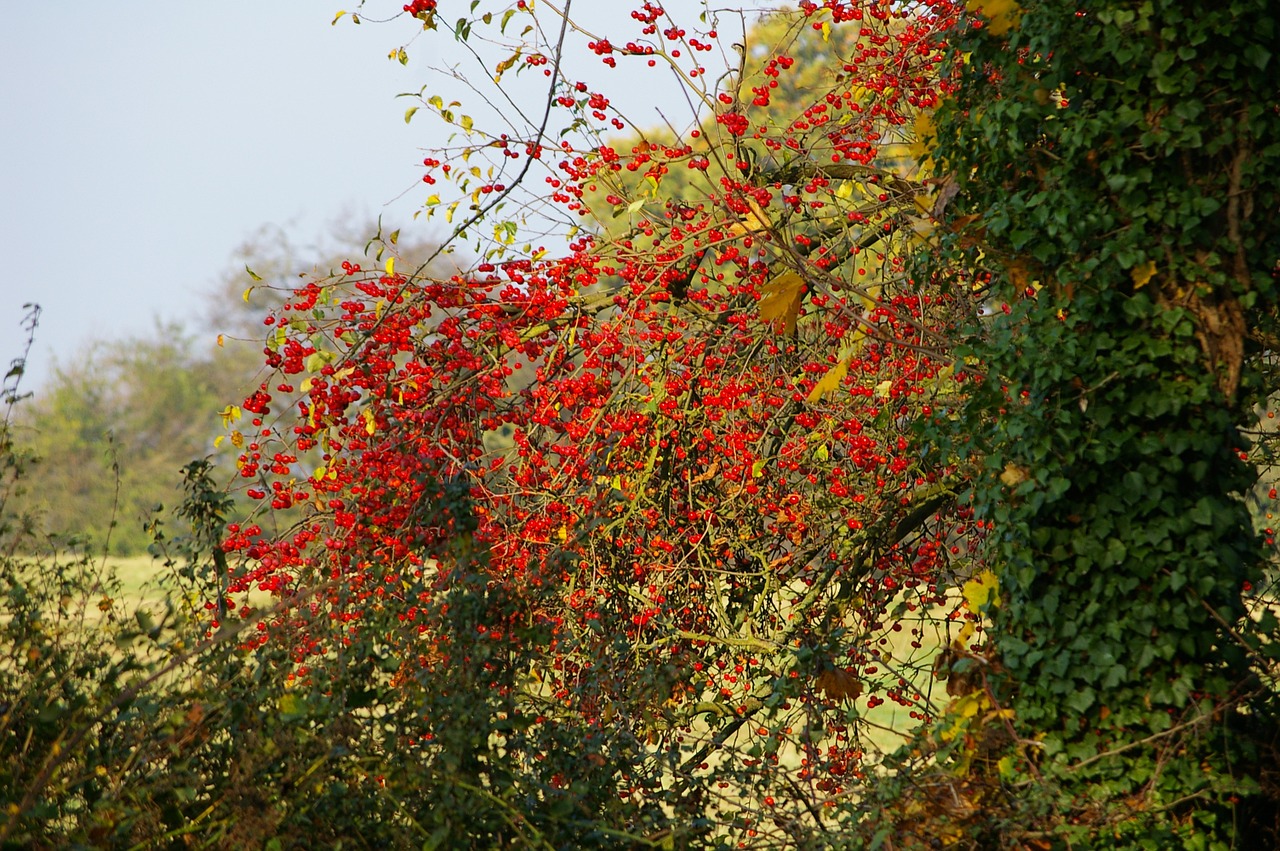 bush tree berry free photo