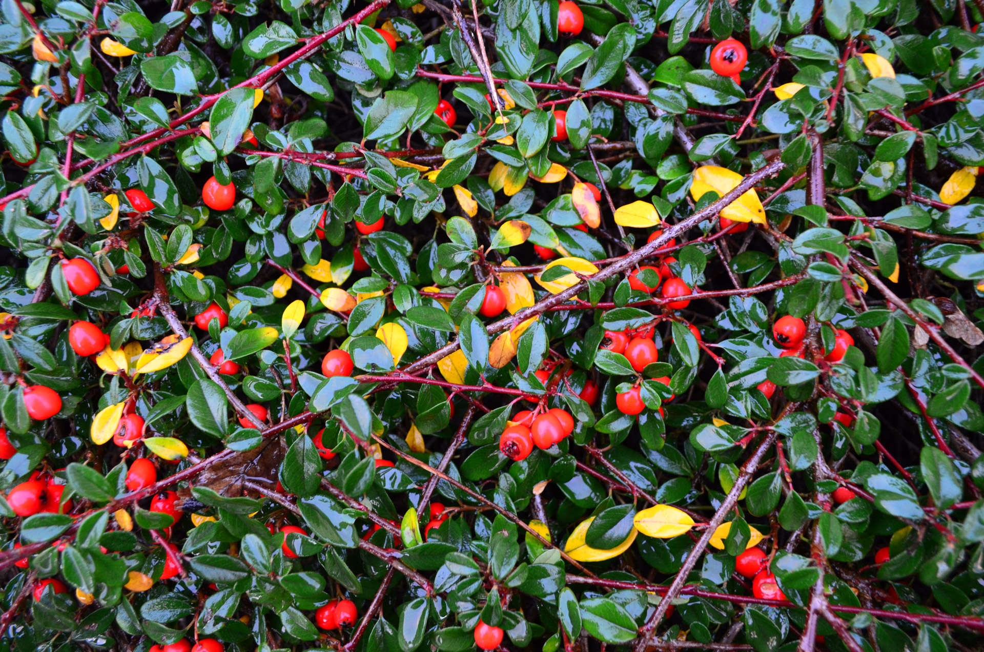 background red berries free photo