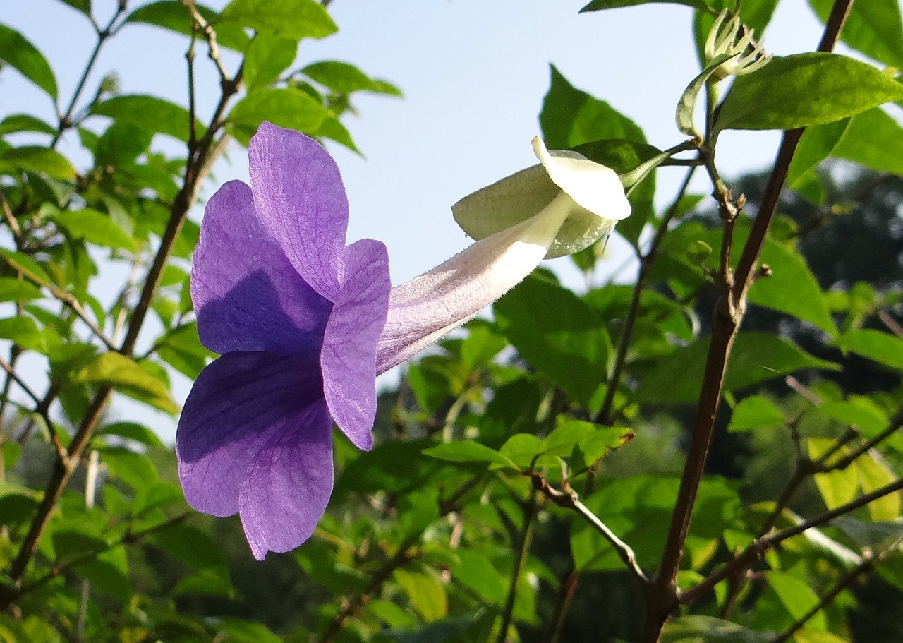 bush clock vine king's mantle flower free photo