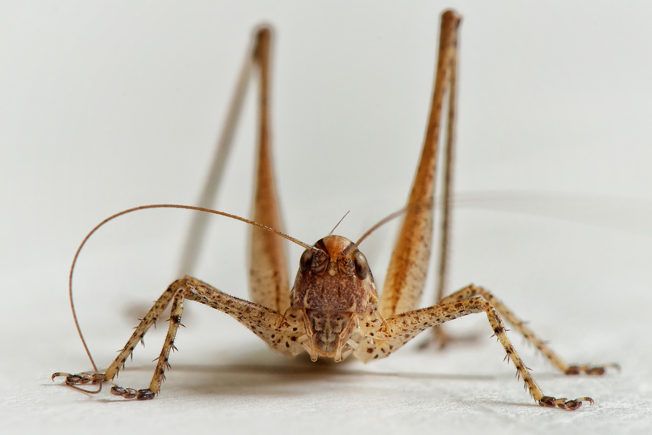 bush-cricket grasshopper ornithopter free photo