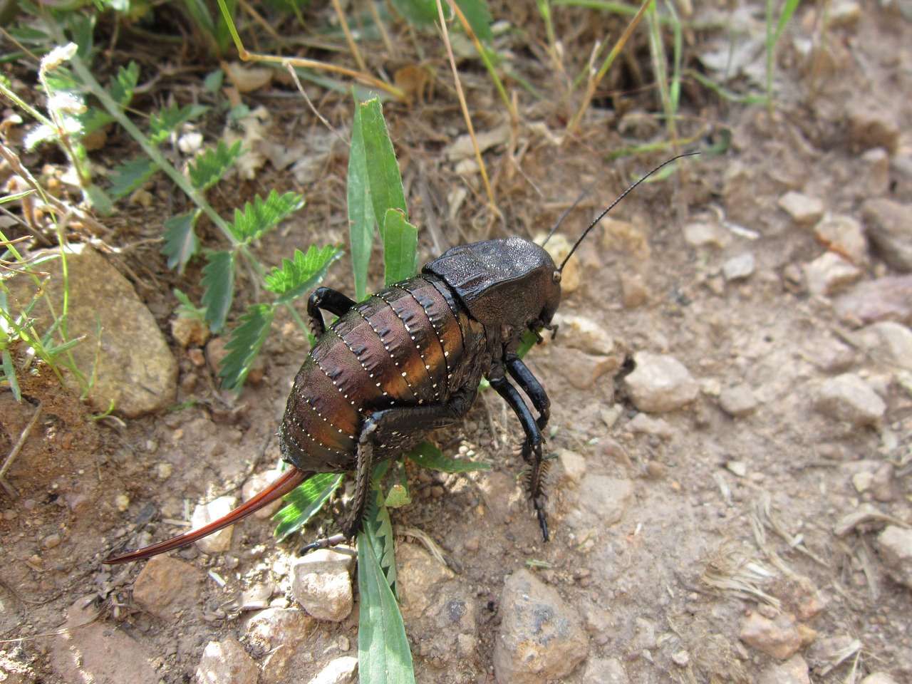 bush cricket  bradyporus dasypus  bug free photo