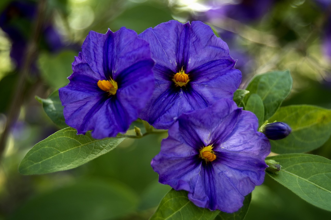 bush gentian  violet flowers  purple flowers free photo