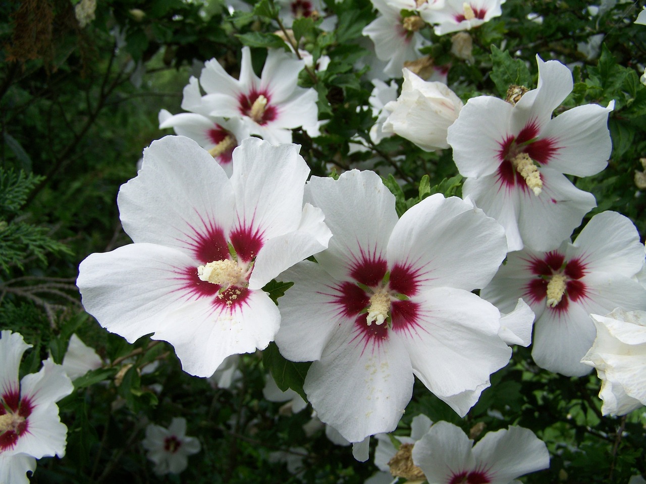 bush mallow white-flowered garden free photo