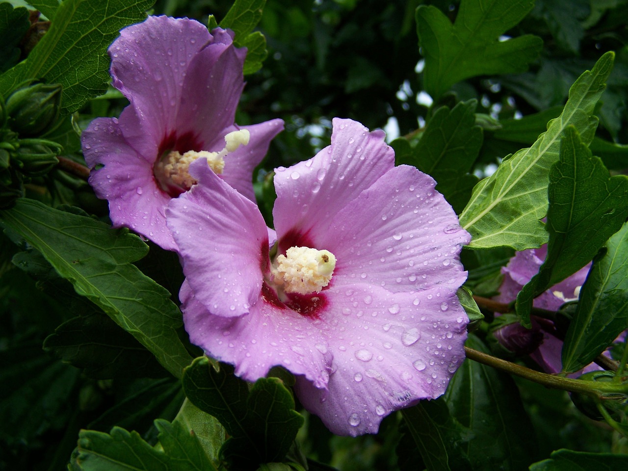 bush mallow pale lilac flower garden free photo